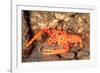 bullseye reef lobster on rocky seabed, hawaii, pacific ocean-david fleetham-Framed Photographic Print