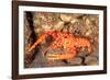 bullseye reef lobster on rocky seabed, hawaii, pacific ocean-david fleetham-Framed Photographic Print