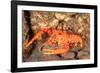 bullseye reef lobster on rocky seabed, hawaii, pacific ocean-david fleetham-Framed Photographic Print