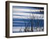 Bulrush And Shadows Upon Snow-Anthony Paladino-Framed Giclee Print