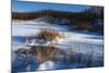 Bulrush In Snow On Frozen Pond-Anthony Paladino-Mounted Giclee Print
