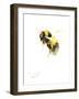 Bumble Bee 2-Suren Nersisyan-Framed Art Print