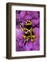 Bumble Bee Dart frog-Adam Jones-Framed Photographic Print