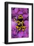 Bumble Bee Dart frog-Adam Jones-Framed Photographic Print