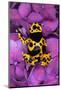 Bumble Bee Dart frog-Adam Jones-Mounted Photographic Print