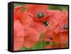 Bumble Bee Flying to Poppy Flower to Gather Pollen, Hertfordshire, England, UK-Andy Sands-Framed Stretched Canvas