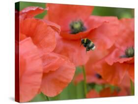 Bumble Bee Flying to Poppy Flower to Gather Pollen, Hertfordshire, England, UK-Andy Sands-Stretched Canvas