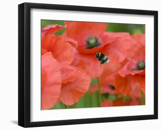 Bumble Bee Flying to Poppy Flower to Gather Pollen, Hertfordshire, England, UK-Andy Sands-Framed Photographic Print