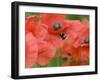 Bumble Bee Flying to Poppy Flower to Gather Pollen, Hertfordshire, England, UK-Andy Sands-Framed Photographic Print