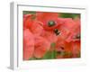 Bumble Bee Flying to Poppy Flower to Gather Pollen, Hertfordshire, England, UK-Andy Sands-Framed Photographic Print