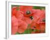 Bumble Bee Flying to Poppy Flower to Gather Pollen, Hertfordshire, England, UK-Andy Sands-Framed Photographic Print