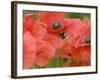 Bumble Bee Flying to Poppy Flower to Gather Pollen, Hertfordshire, England, UK-Andy Sands-Framed Photographic Print