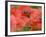 Bumble Bee Flying to Poppy Flower to Gather Pollen, Hertfordshire, England, UK-Andy Sands-Framed Photographic Print