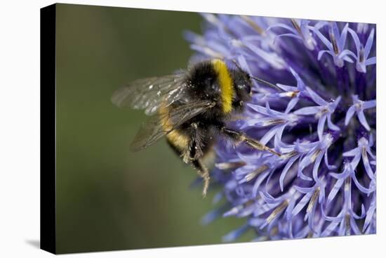 Bumble Bee Gathering Pollen and Nectar from Echinopsritro-null-Stretched Canvas