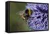 Bumble Bee Gathering Pollen and Nectar from Echinopsritro-null-Framed Stretched Canvas