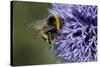 Bumble Bee Gathering Pollen and Nectar from Echinopsritro-null-Stretched Canvas