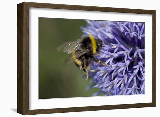 Bumble Bee Gathering Pollen and Nectar from Echinopsritro-null-Framed Photographic Print