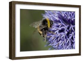 Bumble Bee Gathering Pollen and Nectar from Echinopsritro-null-Framed Photographic Print