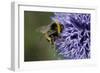 Bumble Bee Gathering Pollen and Nectar from Echinopsritro-null-Framed Photographic Print