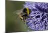 Bumble Bee Gathering Pollen and Nectar from Echinopsritro-null-Mounted Photographic Print