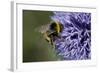 Bumble Bee Gathering Pollen and Nectar from Echinopsritro-null-Framed Photographic Print