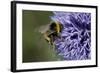 Bumble Bee Gathering Pollen and Nectar from Echinopsritro-null-Framed Photographic Print