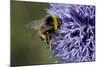 Bumble Bee Gathering Pollen and Nectar from Echinopsritro-null-Mounted Photographic Print