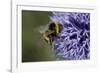 Bumble Bee Gathering Pollen and Nectar from Echinopsritro-null-Framed Photographic Print