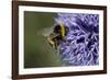 Bumble Bee Gathering Pollen and Nectar from Echinopsritro-null-Framed Photographic Print