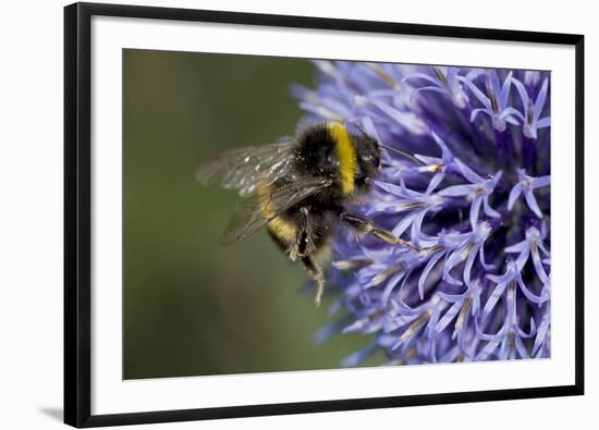 Bumble Bee Gathering Pollen and Nectar from Echinopsritro-null-Framed Photographic Print