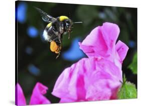 Bumble Bee in Flight, Hymenoptera, Switzerland-Andres Morya Hinojosa-Stretched Canvas