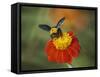 Bumble Bee on a Dahlia, England, United Kingdom, Europe-Jeremy Bright-Framed Stretched Canvas