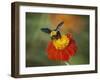 Bumble Bee on a Dahlia, England, United Kingdom, Europe-Jeremy Bright-Framed Photographic Print