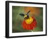 Bumble Bee on a Dahlia, England, United Kingdom, Europe-Jeremy Bright-Framed Photographic Print