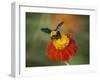 Bumble Bee on a Dahlia, England, United Kingdom, Europe-Jeremy Bright-Framed Photographic Print