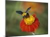 Bumble Bee on a Dahlia, England, United Kingdom, Europe-Jeremy Bright-Mounted Photographic Print