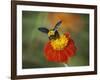 Bumble Bee on a Dahlia, England, United Kingdom, Europe-Jeremy Bright-Framed Photographic Print