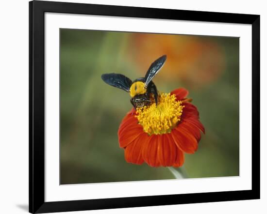 Bumble Bee on a Dahlia, England, United Kingdom, Europe-Jeremy Bright-Framed Photographic Print