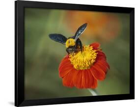 Bumble Bee on a Dahlia, England, United Kingdom, Europe-Jeremy Bright-Framed Photographic Print