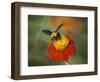 Bumble Bee on a Dahlia, England, United Kingdom, Europe-Jeremy Bright-Framed Photographic Print