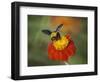 Bumble Bee on a Dahlia, England, United Kingdom, Europe-Jeremy Bright-Framed Photographic Print