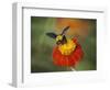 Bumble Bee on a Dahlia, England, United Kingdom, Europe-Jeremy Bright-Framed Photographic Print