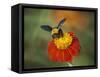 Bumble Bee on a Dahlia, England, United Kingdom, Europe-Jeremy Bright-Framed Stretched Canvas