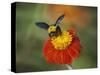 Bumble Bee on a Dahlia, England, United Kingdom, Europe-Jeremy Bright-Stretched Canvas