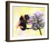 Bumble Bee on Flower 2-Sarah Stribbling-Framed Giclee Print