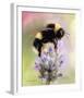 Bumble Bee on Flower-Sarah Stribbling-Framed Giclee Print