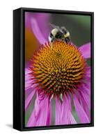 Bumble Bee on Purple Coneflower (Echinacea Purpurea)-null-Framed Stretched Canvas