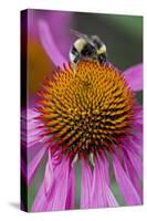 Bumble Bee on Purple Coneflower (Echinacea Purpurea)-null-Stretched Canvas
