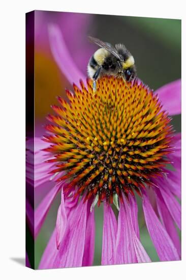 Bumble Bee on Purple Coneflower (Echinacea Purpurea)-null-Stretched Canvas