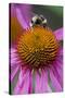 Bumble Bee on Purple Coneflower (Echinacea Purpurea)-null-Stretched Canvas